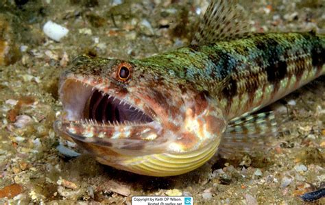 lizard fish|Amazon Adventure .